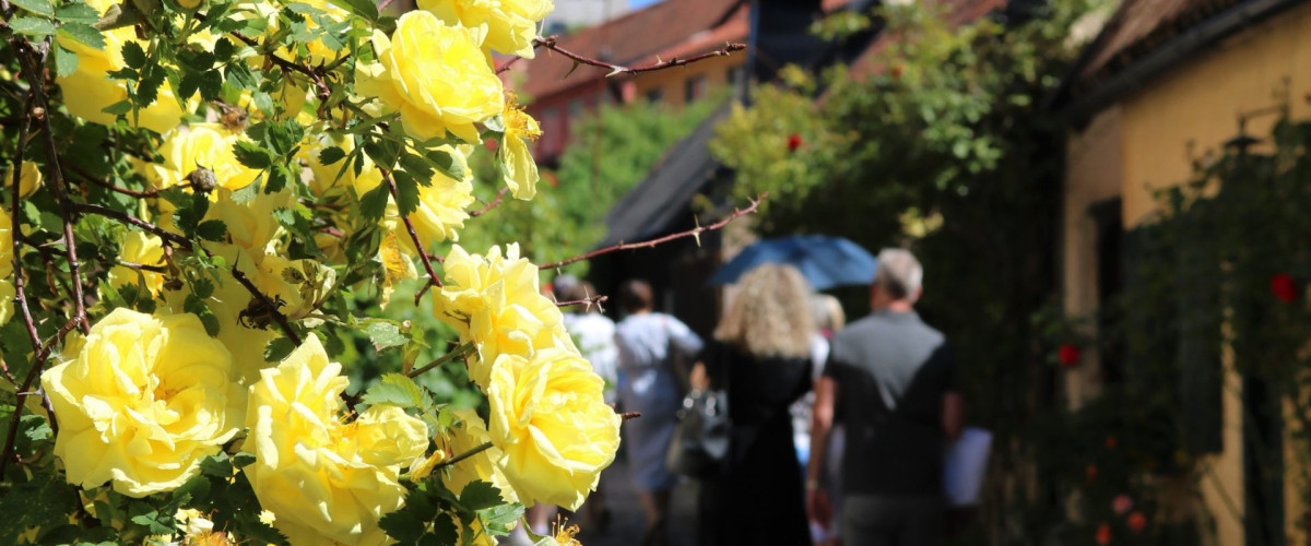 En grupp som blir guidade i en gränd i Visby. Gula rosor.