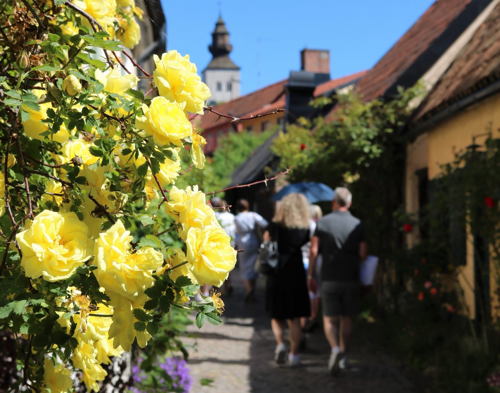 En grupp som blir guidade i en gränd i Visby. Gula rosor.